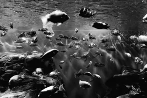 Dramatic black and white photo of fish swimming in a Rio de Janeiro aquarium. jigsaw puzzle