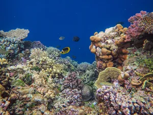 Colorful coral reef teeming with diverse sea life in the ocean. jigsaw puzzle