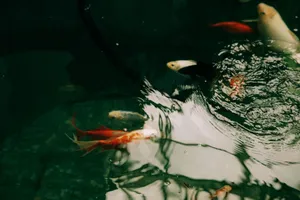 A vibrant scene of colorful koi fish swimming gracefully in a tranquil pond, reflecting light. jigsaw puzzle
