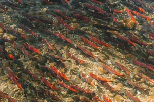 Sockeye salmon migration in South Lake Tahoe's clear waters, showcasing nature's vibrant patterns. jigsaw puzzle