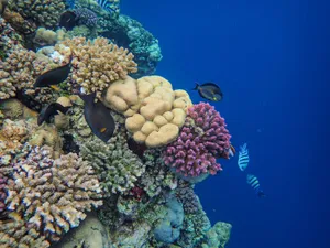 Vibrant coral reef teeming with tropical fish in clear blue water of the ocean. jigsaw puzzle