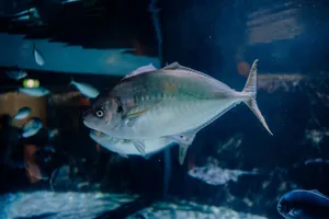 Close-up of a large fish swimming in a dimly lit aquarium tank with clear water. jigsaw puzzle