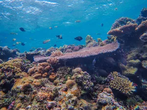 A vibrant underwater coral reef teeming with diverse marine life captured in stunning clarity. jigsaw puzzle