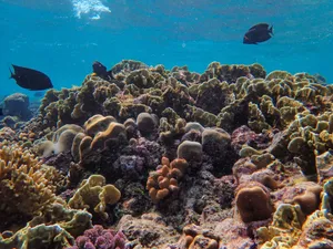 Colorful underwater scene featuring corals and fish in a tropical reef ecosystem. jigsaw puzzle