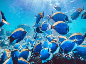 A lively school of blue tang fish swimming in a vibrant coral reef underwater. jigsaw puzzle