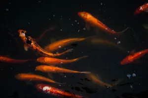 Colorful koi fish swim gracefully underwater, showcasing vibrant hues and natural beauty. jigsaw puzzle