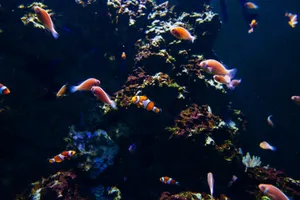 A colorful underwater scene featuring clownfish swimming around vibrant corals. jigsaw puzzle
