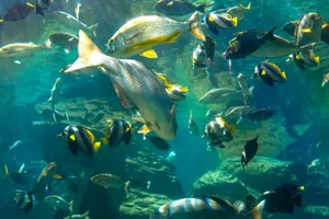 Colorful fish swimming underwater in an aquarium with natural lighting. jigsaw puzzle