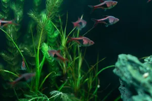 Vibrant aquarium fish swimming among lush green plants in a freshwater tank. jigsaw puzzle