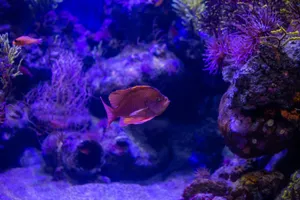 Explore the colorful world of marine life with this vibrant underwater photograph featuring a Swallowtail Sea Perch. jigsaw puzzle