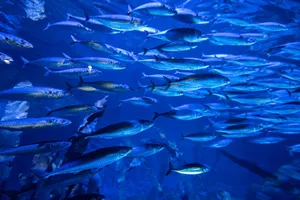 Vibrant underwater scene of a fish school in Valencia aquarium, Spain. jigsaw puzzle