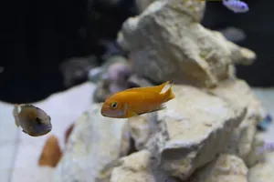 Vibrant cichlids swimming around rocks in a freshwater aquarium. jigsaw puzzle