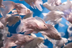 A vibrant school of fish swimming gracefully in an aquarium with a blue background. jigsaw puzzle