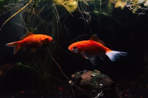 Two bright goldfish swimming gracefully in a richly planted aquarium. jigsaw puzzle