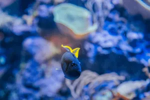 Close-up of a vibrant tropical fish swimming in an aquarium. jigsaw puzzle