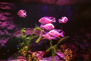 Colorful fish swimming among plants in a pink-lit aquarium. jigsaw puzzle