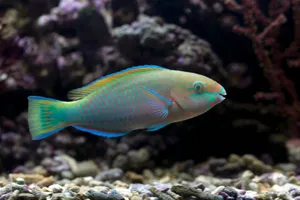 A colorful fish gracefully swims in an aquarium, showcasing vibrant patterns and vivid hues. jigsaw puzzle