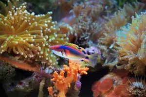 A colorful rainbow wrasse swimming amidst vibrant coral reefs showcasing marine biodiversity. jigsaw puzzle