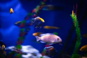 Colorful tropical fish swimming in an aquarium with vivid backgrounds jigsaw puzzle