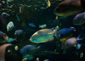 Vibrant tropical fish swimming in an aquarium, showcasing a variety of exotic species. jigsaw puzzle