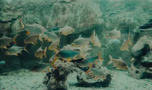 School of fish swimming gracefully in a large aquarium, showcasing aquatic life. jigsaw puzzle