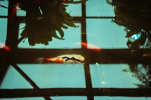 Serene koi fish swimming under the reflection of greenhouse foliage and skylight. jigsaw puzzle