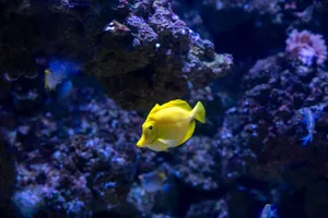 A vivid yellow tang fish gracefully swims in an underwater coral reef aquarium. jigsaw puzzle