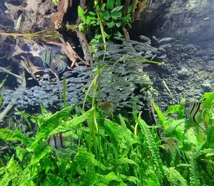 A mesmerizing view of a school of fish swimming amidst lush aquatic plants in a freshwater aquarium. jigsaw puzzle