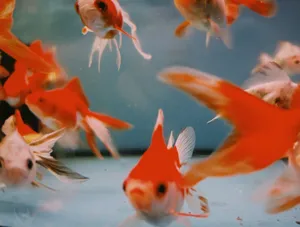 Bright and colorful goldfish swimming gracefully in an aquarium. jigsaw puzzle