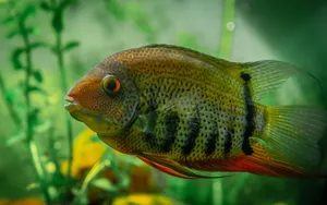 Tropical Banded cichlid fish with colorful scales and black stripes swimming in clear water of aquarium with tall green seaweed jigsaw puzzle