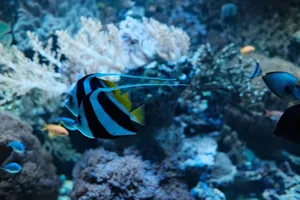 Colorful underwater scene featuring vibrant marine fish swimming among corals. jigsaw puzzle