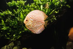 Close-up of a red discus fish swimming among green plants in a well-lit aquarium. jigsaw puzzle