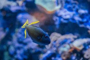 A striking Yellowtail Damselfish captured in a colorful coral reef setting. jigsaw puzzle