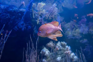 A vivid pink tropical fish swims in an underwater aquatic setting, surrounded by coral. jigsaw puzzle