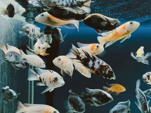 A colorful array of fish swimming in an aquarium displaying diverse patterns and colors. jigsaw puzzle