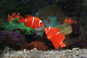 Two vivid clownfish swim among vibrant corals in an aquarium showcasing marine life. jigsaw puzzle
