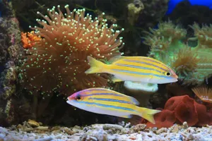 Colorful bluestripe snapper fish swimming among vibrant corals and anemones underwater. jigsaw puzzle