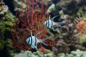 Banggai Cardinalfish swimming among colorful coral in a vibrant underwater setting. jigsaw puzzle
