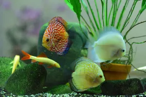 Colorful fish swimming in a vivid aquarium environment with plants and stones. jigsaw puzzle