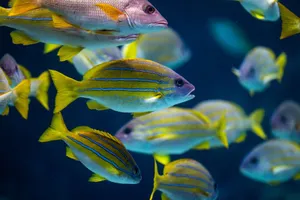 A vibrant and colorful school of tropical fish swimming gracefully underwater. jigsaw puzzle
