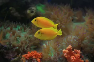 Two vibrant yellow tang fish swimming gracefully among colorful coral reefs. jigsaw puzzle