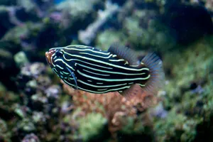 Colorful striped fish swimming in a coral reef aquarium setting. jigsaw puzzle