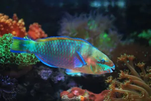 Close-up of a colorful parrotfish swimming through coral reef with vivid hues and marine life. jigsaw puzzle