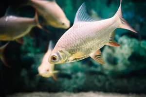 Close-up of a fish swimming underwater in an aquarium with a blurred background. jigsaw puzzle