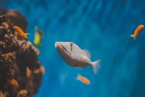 A vibrant tropical fish swimming gracefully in an aquarium setting, among coral and a blue background. jigsaw puzzle