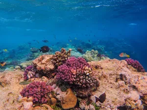 Explore the vibrant underwater world with colorful corals and diverse marine life in this pristine reef ecosystem. jigsaw puzzle