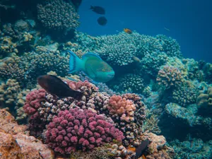 Vibrant coral reef teeming with tropical fish in crystal clear waters. jigsaw puzzle