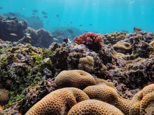 Colorful coral reef with vibrant marine life in an underwater ecosystem. jigsaw puzzle