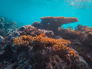 Colorful coral reef with diverse marine life in clear blue ocean water. jigsaw puzzle