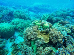 Colorful coral reefs thriving underwater, showcasing marine biodiversity and vibrant aquatic life. jigsaw puzzle